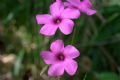 Oxalis articulata